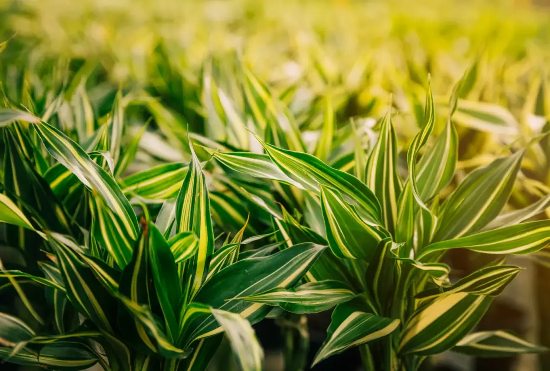 Roundup é Proibido? Descubra a Verdade Sobre o Uso do Herbicida