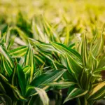 Roundup é Proibido? Descubra a Verdade Sobre o Uso do Herbicida