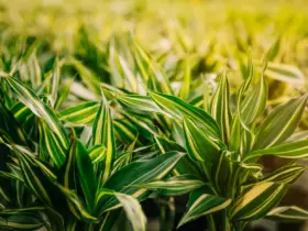 Roundup é Proibido? Descubra a Verdade Sobre o Uso do Herbicida 24 Roundup é Proibido? Descubra a Verdade Sobre o Uso do Herbicida