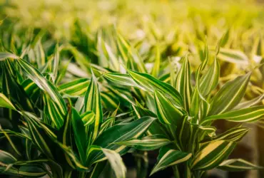 Roundup é Proibido? Descubra a Verdade Sobre o Uso do Herbicida 9 Roundup é Proibido? Descubra a Verdade Sobre o Uso do Herbicida