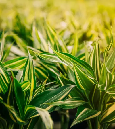 Roundup é Proibido? Descubra a Verdade Sobre o Uso do Herbicida